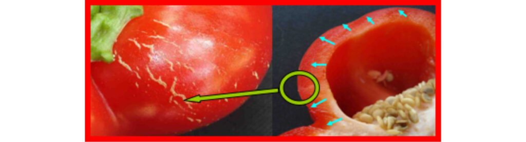Cracking in Peppers