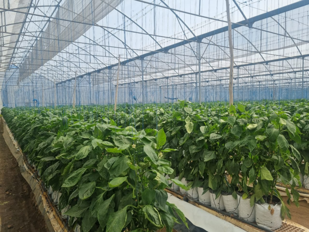 Enza Zaden sweet peppers greenhouse