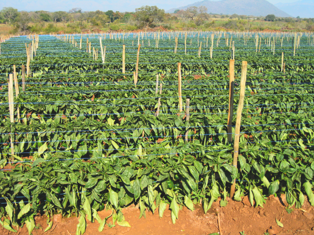 Sweet Peppers for Open Field Cultivation