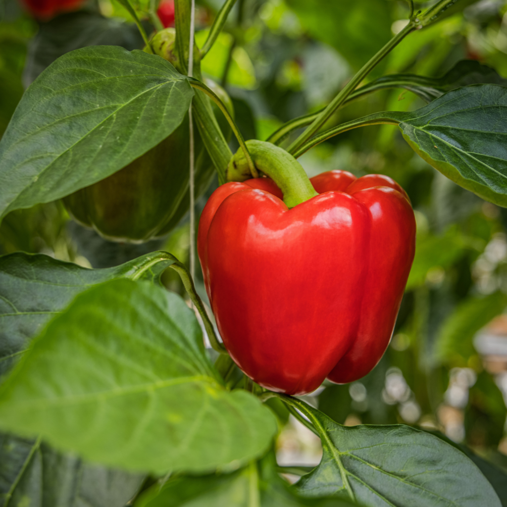 Red sweet pepper