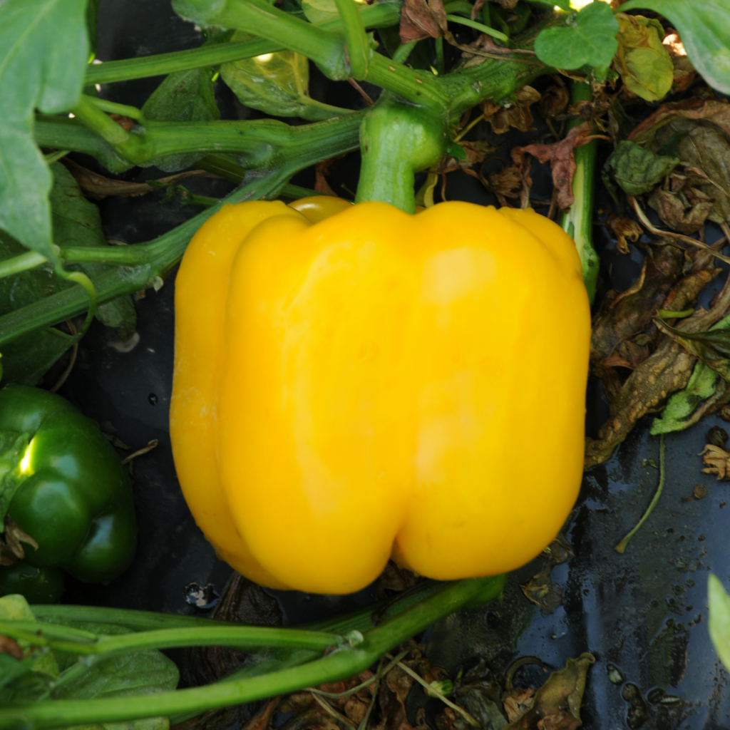 Yellow sweet pepper
