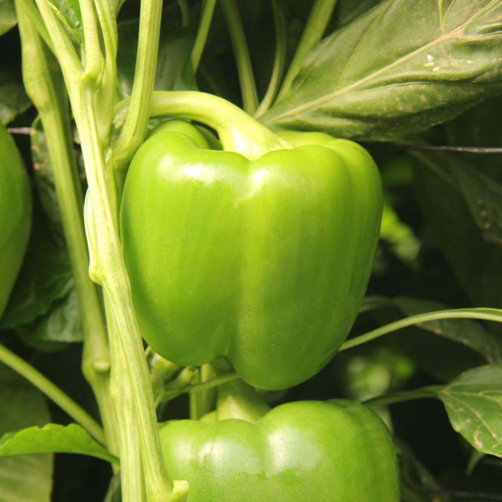 green sweet pepper