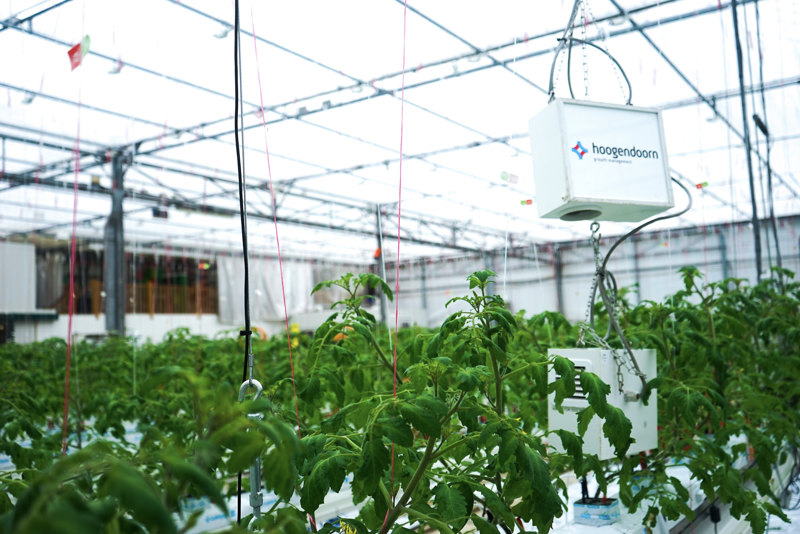 Greenhouse Crop Climate Control