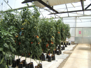 Pepper Greenhouse