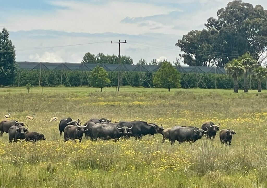 Combining open plan farming or even Buffalo Farming and Under Cover farming ensures the farmer is Profitable