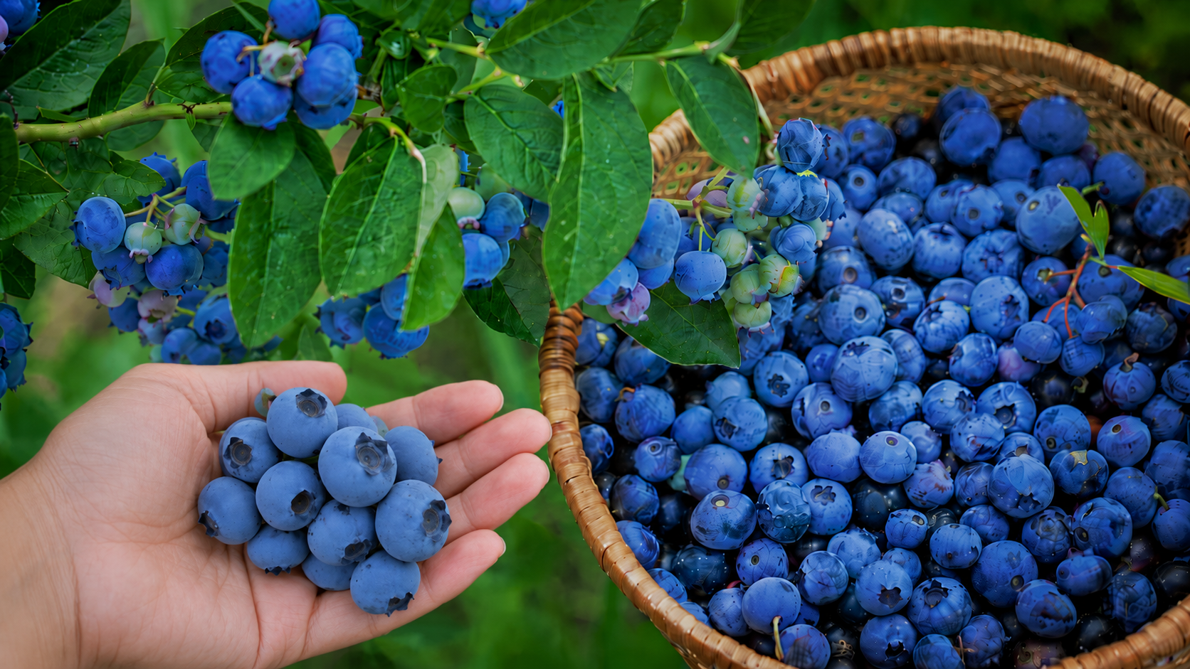 South African Blueberries in the Global Export Market: Opportunity, Pressure and the Road Ahead