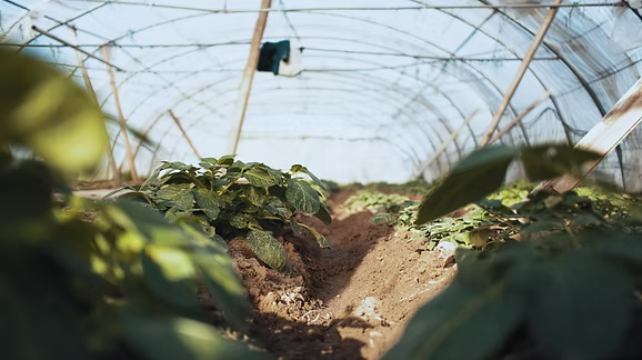 Micronised lime proven in Greenhouse application