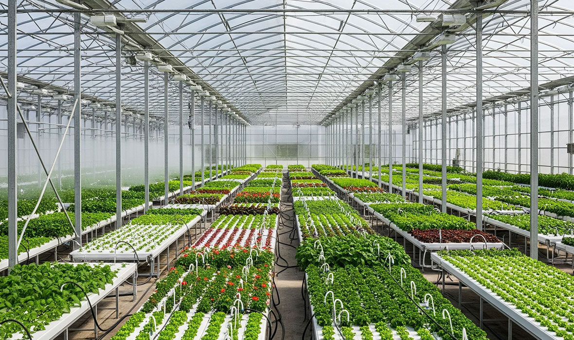 Dankie Tonnels: Precision Greenhouses, Nethouses and Farm Equipment Built for South African Farming