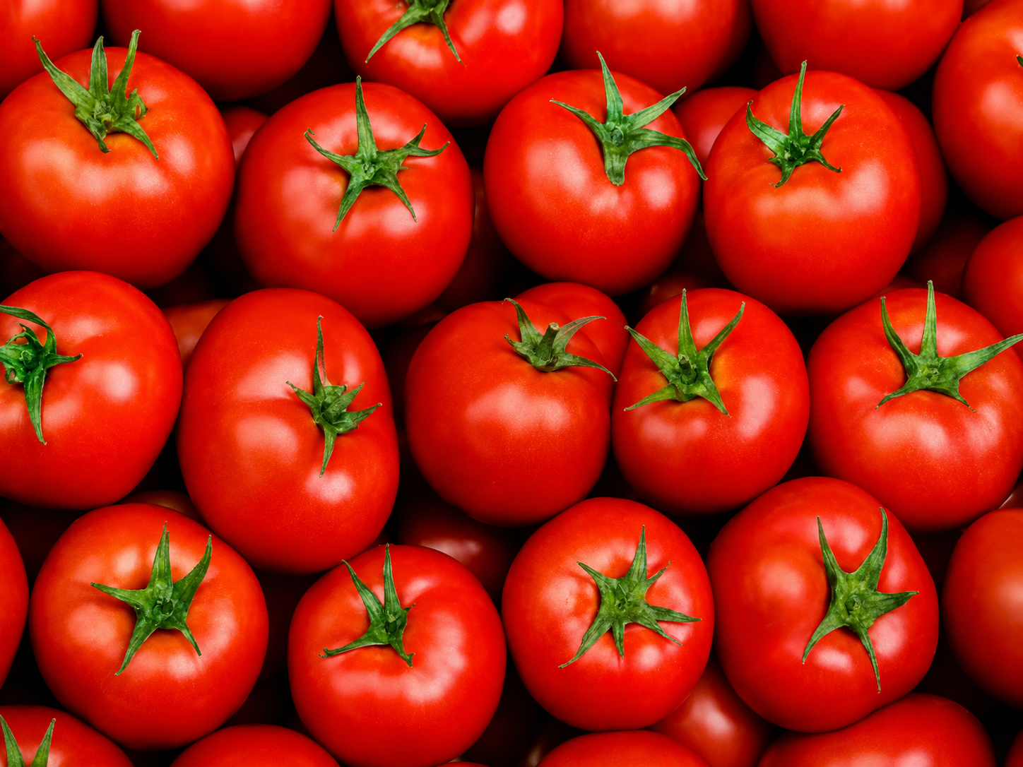 Recirculating Hydroponic Tomato Production: Why the NGS® System Is Changing Undercover Farming in South Africa