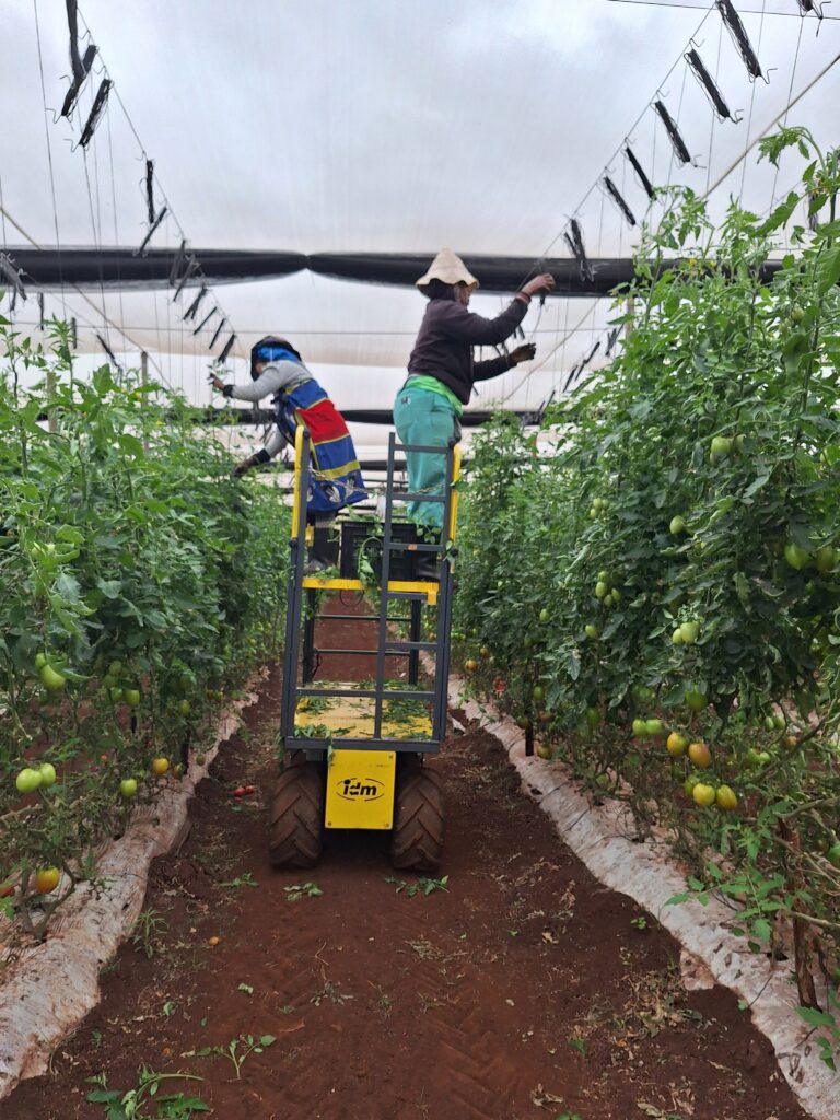 Transformative IDM A4R greenhouse trolley helping workers safely access high-wire tomato crops in a commercial greenhouse.
